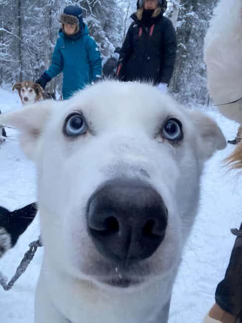 Levi: 5 Km Husky Sledding Ride in Levi - How the Tour Looks Step-by-Step