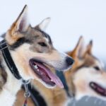 Levi: 7 km Self-Drive Husky Sledding Adventure - Why This Tour Is a Great Pick for You