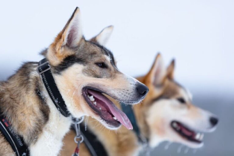 Levi: 7 km Self-Drive Husky Sledding Adventure - Why This Tour Is a Great Pick for You