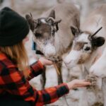 Levi: Autumn Hike and Reindeer Farm Visit - Exploring the Experience: A Detailed Look