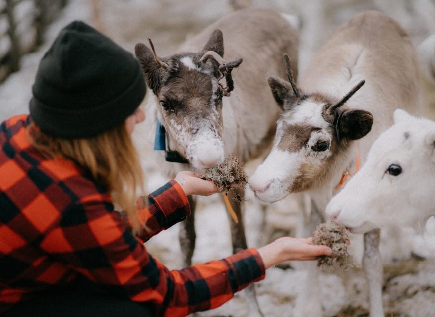 Levi: Autumn Hike and Reindeer Farm Visit - Exploring the Experience: A Detailed Look