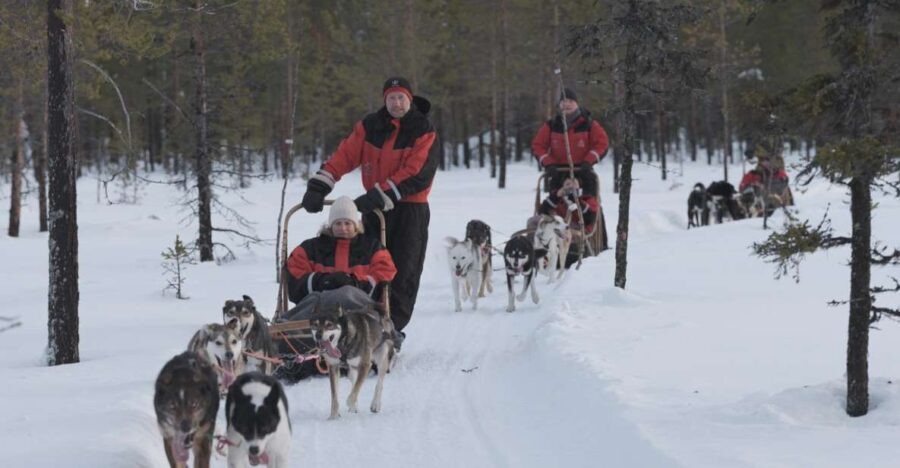 Levi: Evening Husky Sled Ride under the Northern Lights - What Sets This Tour Apart and Its Challenges