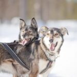 Levi: Guide-driven Husky Safari - Exploring the Levi Husky Safari in Detail
