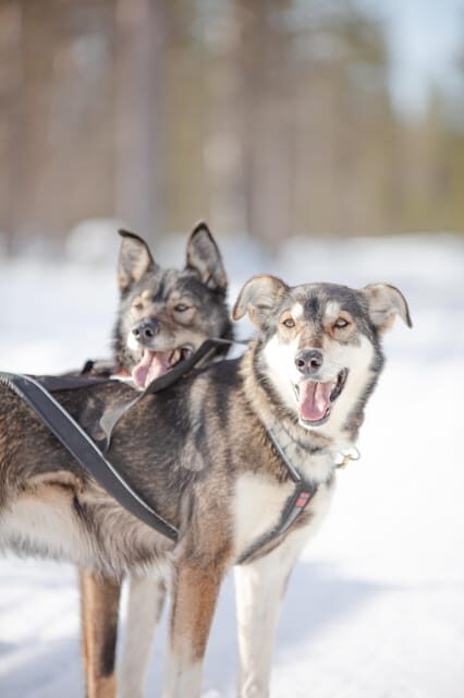 Levi: Guide-driven Husky Safari - Exploring the Levi Husky Safari in Detail