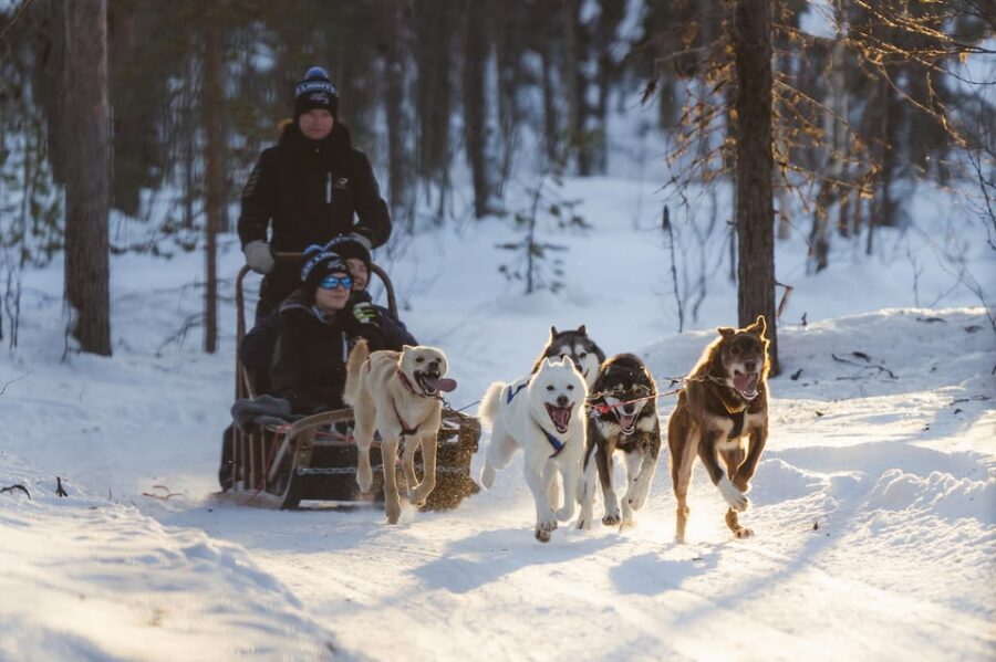 Levi: Husky Adventure Self-Drive Safari 15km - Who Would Love This Tour?
