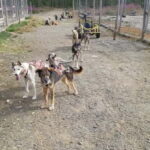 Levi: Husky cart tour- Midnight Sun & Autumn Northern Lights - The Seasons: Midnight Sun & Northern Lights
