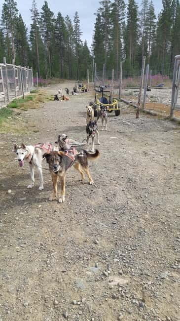 Levi: Husky cart tour- Midnight Sun & Autumn Northern Lights - The Seasons: Midnight Sun & Northern Lights