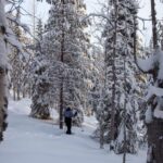 Levi: Lakeside forest snowshoeing - A Deep Dive into the Lakeside Forest Snowshoeing Tour