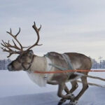 Levi: Lapland Reindeer and Husky Safari - What You Can Expect on This Lapland Safari