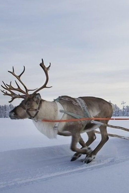 Levi: Lapland Reindeer and Husky Safari - What You Can Expect on This Lapland Safari