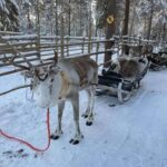 Levi: Meet Reindeer and Visit Husky Kennel - An In-Depth Look at the Tour