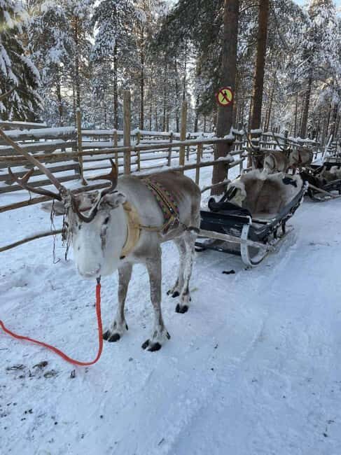 Levi: Meet Reindeer and Visit Husky Kennel - An In-Depth Look at the Tour
