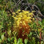 Levi: Nature Walk with Birds, Animals, and Plants - Why This Tour Stands Out