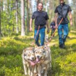 Levi: Nature Walk with Huskies - Exploring the Experience in Depth