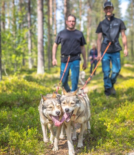 Levi: Nature Walk with Huskies - Exploring the Experience in Depth