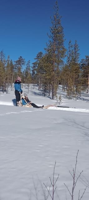 Levi: Self-Drive 5 KM Husky Sledding Experience - Why This Tour Is a Great Choice