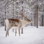 Levi: Traditional Reindeer Husbandry Experience - Who Will Love This Tour?