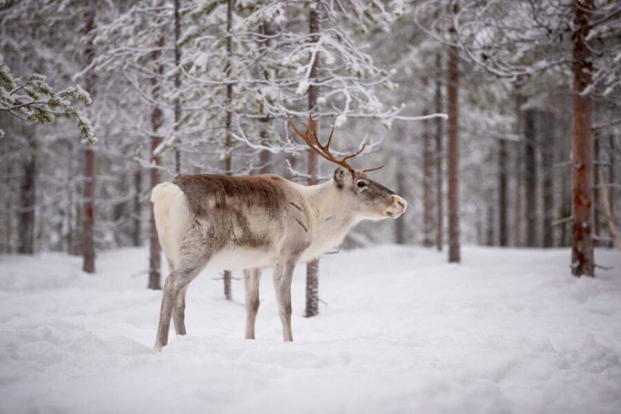 Levi: Traditional Reindeer Husbandry Experience - Who Will Love This Tour?