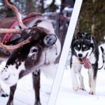 Levi: Winter Wilderness Husky & Reindeer Safari Combo Tour - Exploring the Itinerary in Detail