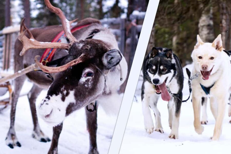 Levi: Winter Wilderness Husky & Reindeer Safari Combo Tour - Exploring the Itinerary in Detail