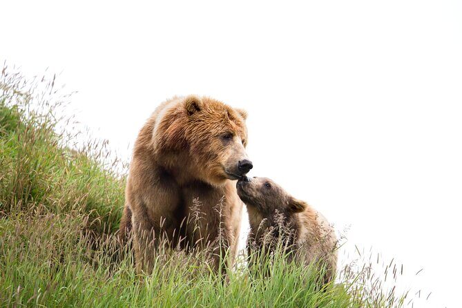 Libearty Bear Sanctuary and Dracula's Castle - Day Tour from Bucharest - What You Get for the Price