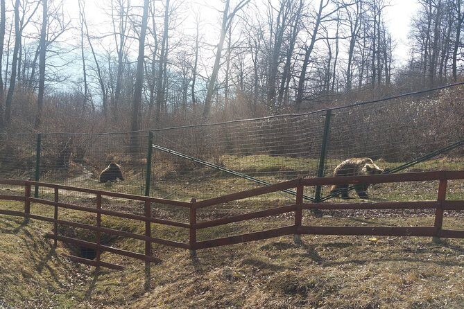 LiBearty Bear Sanctuary Zarnesti Small-Group Trip from Brasov - Exploring the Tour in Detail