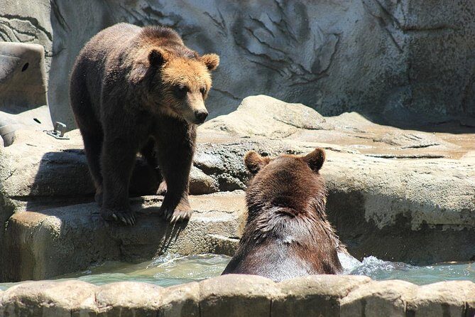 LiBEARty Brown Bear Sanctuary and the most important castles from Romania - Key Points