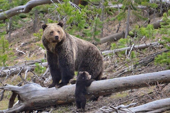 LiBEARty Brown Bear Sanctuary and The Real Dracula Tour - Final Thoughts