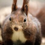Lightweighted walk through wild Arctic Nature - Exploring the Swedish Arctic Wilderness: A Detailed Review