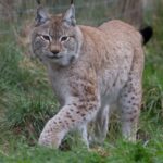 Lincolnshire: ARK Wildlife and Dinosaur Park Entry Ticket - Indoor Attractions—Rain or Shine Fun