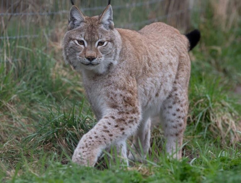 Lincolnshire: ARK Wildlife and Dinosaur Park Entry Ticket - Indoor Attractions—Rain or Shine Fun