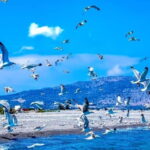 Lindos: 1.5 Hour Glass-Bottom Boat Cruise with Swim Stops - The Sum Up