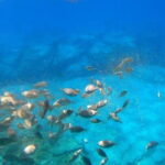 Lindos: Submarine Cruise with Swimming Stop at Navarone Bay - The Sum Up