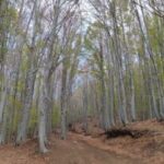 Linguaglossa: North Etna Guided Forest Walking Tour - Final Thoughts