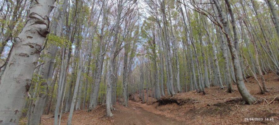 Linguaglossa: North Etna Guided Forest Walking Tour - Final Thoughts