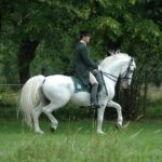 Lipica Stud Farm- Private Experience from Koper - The Value of This Tour