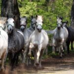 Lipica Stud Farm & Skocjan Caves - Small Group Tour from Trieste - Frequently Asked Questions