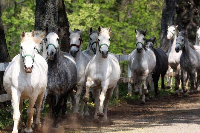 Lipica Stud Farm & Skocjan Caves - Small Group Tour from Trieste - Frequently Asked Questions