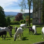 Lipizzaner Stud Piber: Guided Tour - Exploring the Lipizzaner Stud Piber: An In-Depth Look