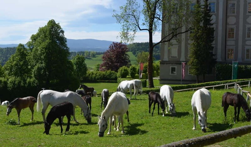 Lipizzaner Stud Piber: Guided Tour - Exploring the Lipizzaner Stud Piber: An In-Depth Look