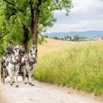 Lipizzaner Stud Piber: Independent Visit - Final Thoughts