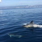 Lisbon: Arrábida Natural Park Dolphin Watching Boat Tour - What the Reviews Say