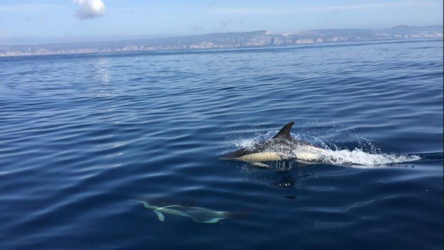 Lisbon: Arrábida Natural Park Dolphin Watching Boat Tour - What the Reviews Say