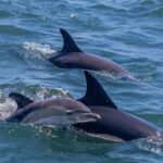 Lisbon: Dolphin Watching Boat Tour with Welcome Coffee - An In-Depth Look at the Lisbon Dolphin Watching Tour