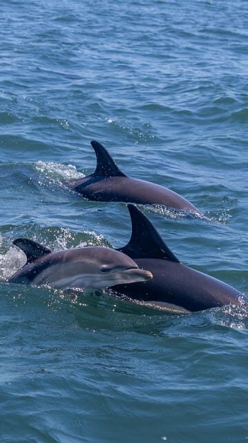 Lisbon: Dolphin Watching Boat Tour with Welcome Coffee - An In-Depth Look at the Lisbon Dolphin Watching Tour