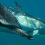 Lisbon: Dolphin Watching with Marine Biologist - In-Depth Review of the Lisbon Dolphin Watching Experience