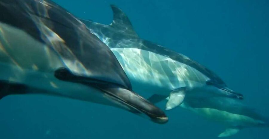 Lisbon: Dolphin Watching with Marine Biologist - In-Depth Review of the Lisbon Dolphin Watching Experience