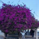 Lisbon: hop on hop off sightseeing Tuktuk tour - What to Expect From the Tour