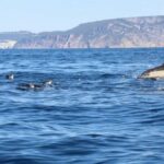 Lisbon: Ocean Safari with Marine Biologists - An In-Depth Look at the Ocean Safari Experience