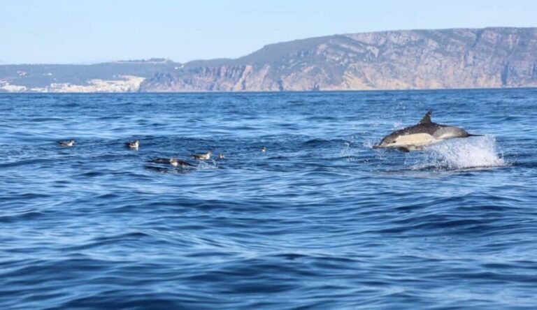 Lisbon: Ocean Safari with Marine Biologists - An In-Depth Look at the Ocean Safari Experience